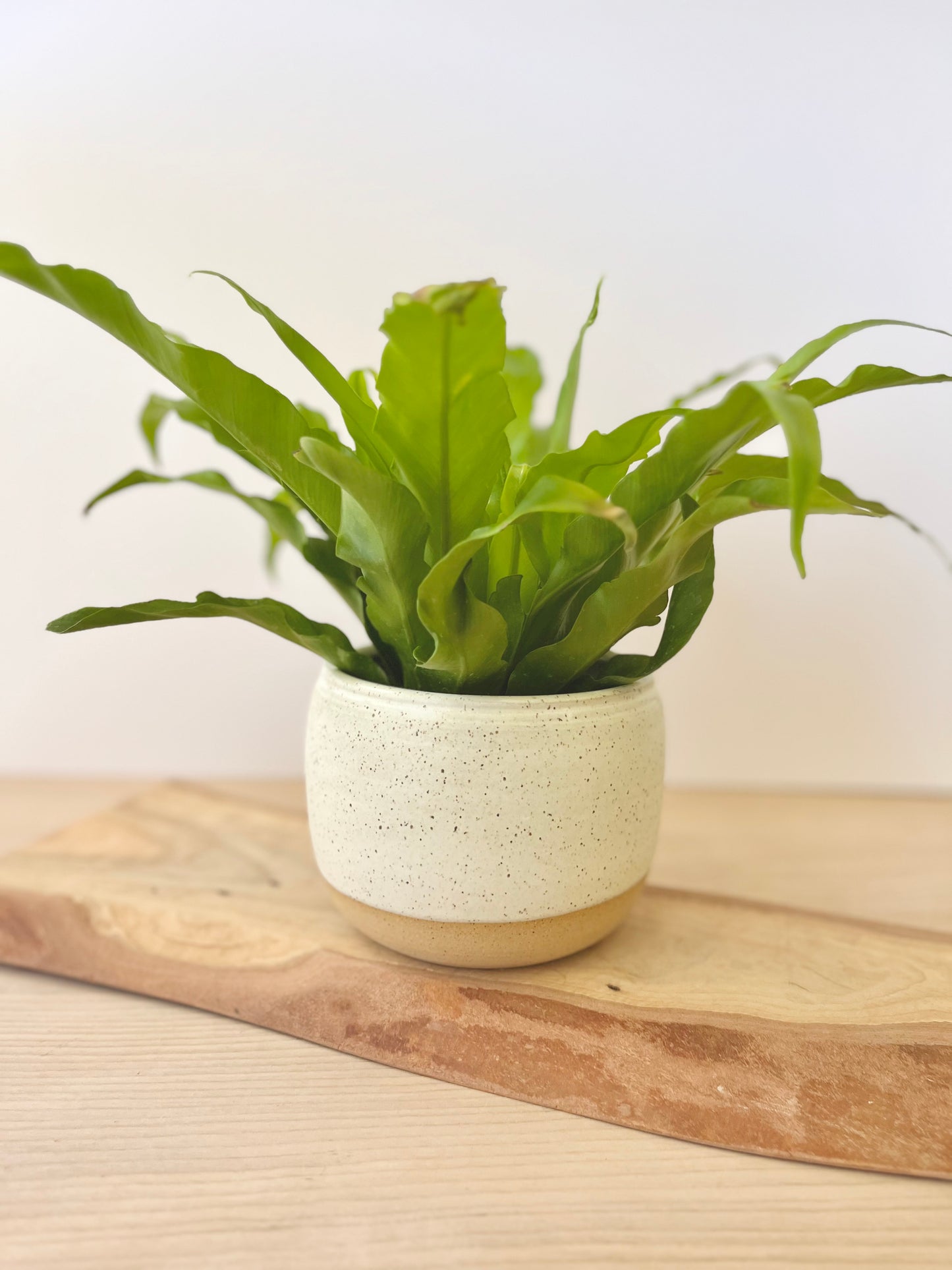 Planter