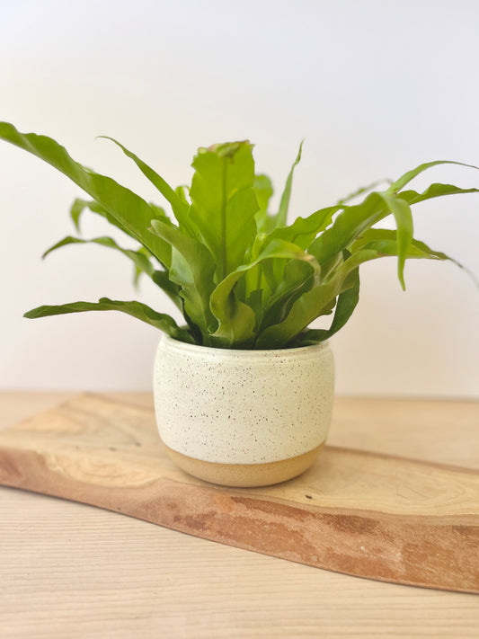 Planter